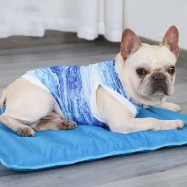 French Bulldog Cooling & Summer Gear