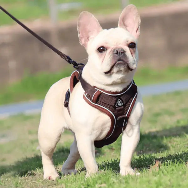 French Bulldog Harnesses