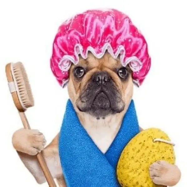 French Bulldog Health Care