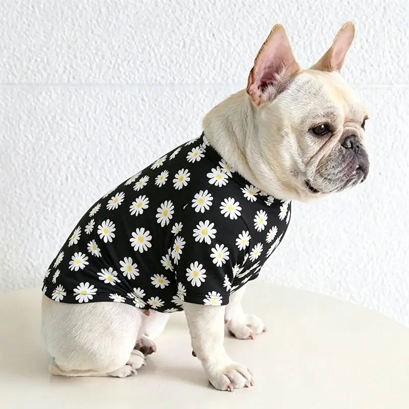 Cream French Bulldog wearing a black daisy print short-sleeve shirt, stylish and breathable dog clothes for bulldogs