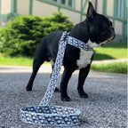 Black French Bulldog wearing a monogram-pattern harness and leash set outdoors, showing the full length of the leash during a walk.