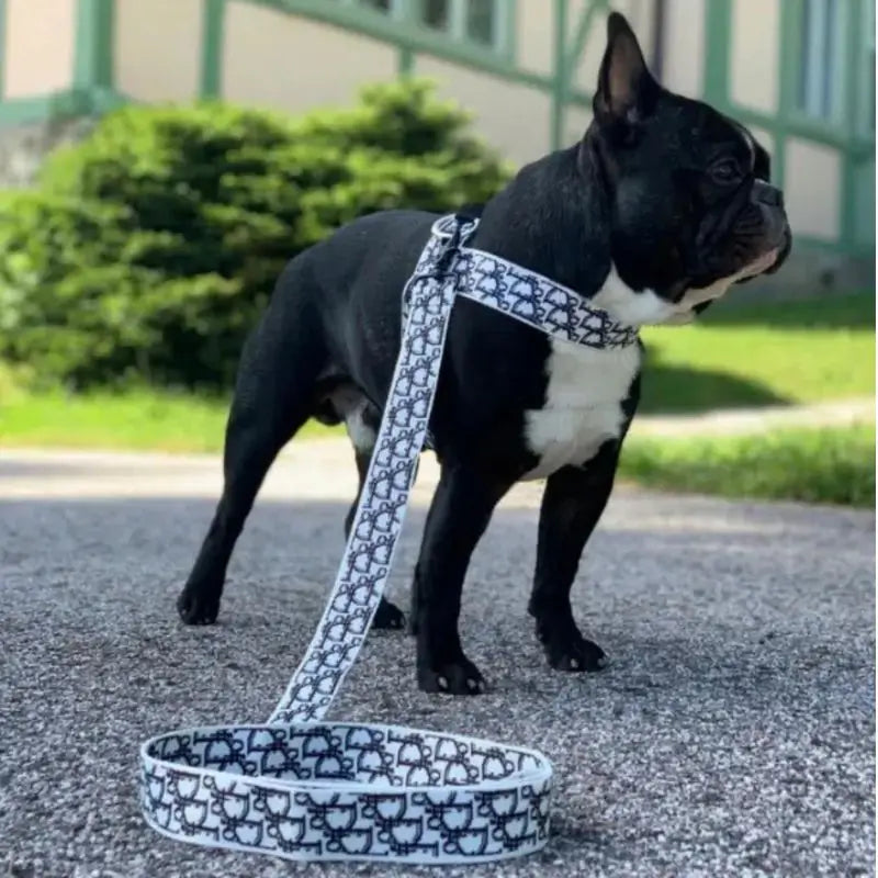 Black French Bulldog wearing a monogram-pattern harness and leash set outdoors, showing the full length of the leash during a walk.