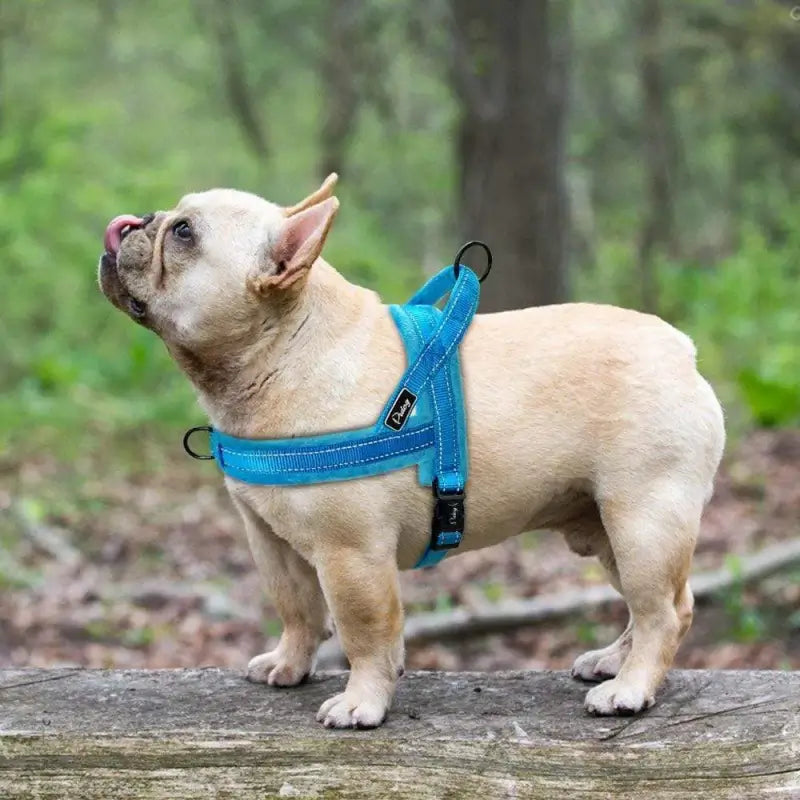 Blue plush fleece lined reflective dog harness, comfortable no-chafe walking harness specially tailored for short-neck French Bulldog