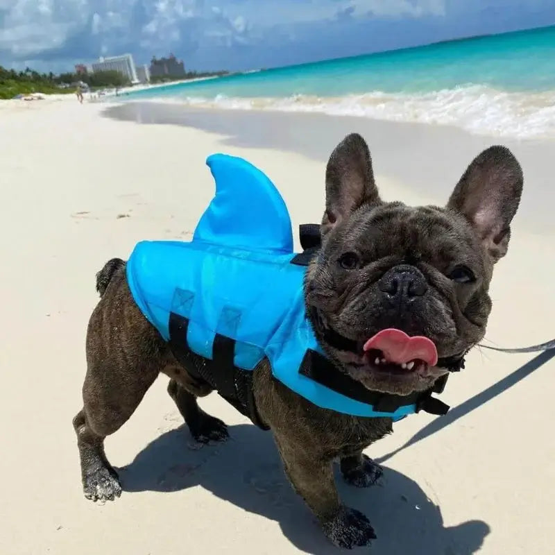 Happy blue french bulldog sticking tongue out with blue shark dog life jacket at tropical beach seaside