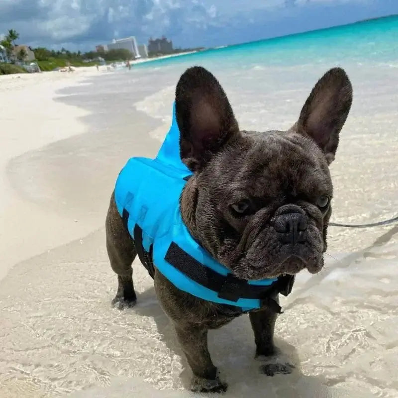 Blue brindle french bulldog with blue shark fin dog life vest standing on white sandy beach by ocean