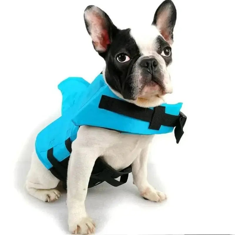 French bulldog model in bright blue shark fin pet life vest product photo on white background