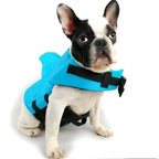 French bulldog model in bright blue shark fin pet life vest product photo on white background