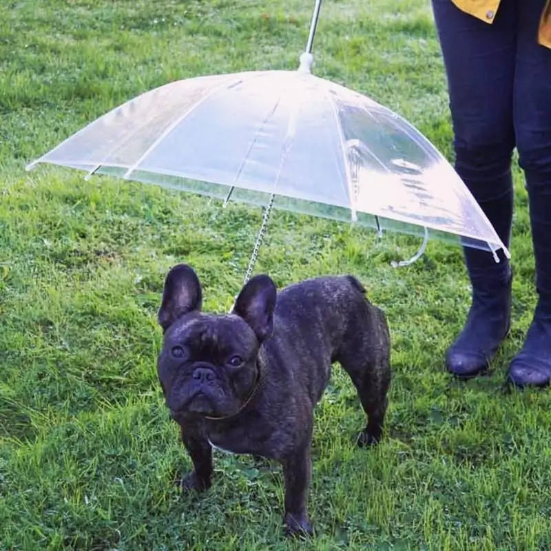 Brindle French Bulldog Walking Outside on Grass with Transparent Pet Rain Umbrella, Small Dog Waterproof Umbrella Lifestyle Photo