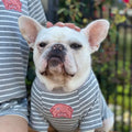 Close up portrait of white French Bulldog wearing grey striped pig patch matching tee, soft stretch casual family pet owner apparel