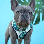 Close-up of a blue French Bulldog wearing a monstera leaf print dog harness, highlighting the tropical pattern and secure fit.
