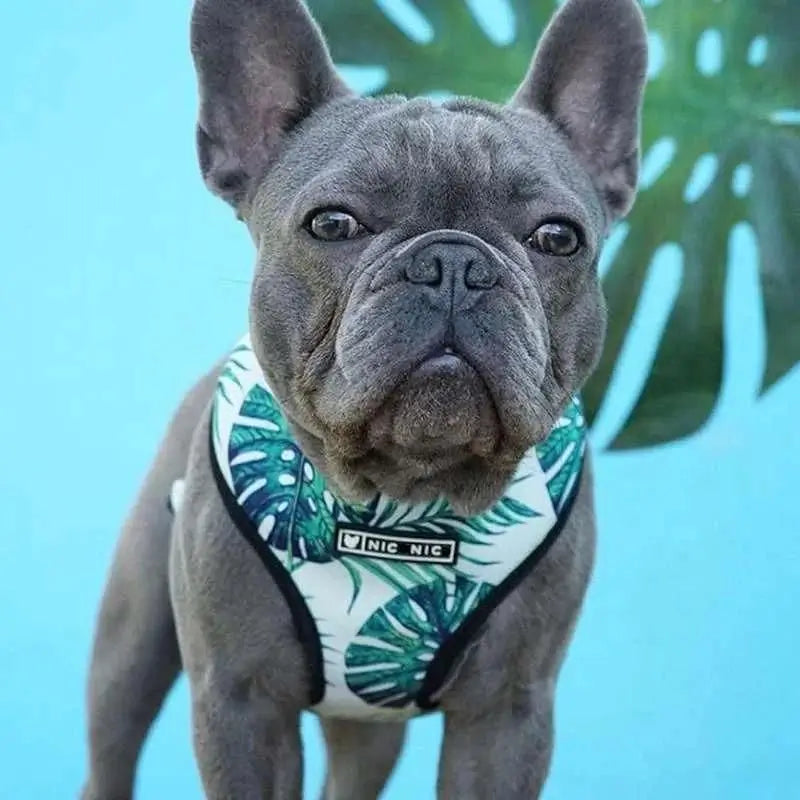 Close-up of a blue French Bulldog wearing a monstera leaf print dog harness, highlighting the tropical pattern and secure fit.