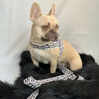 Front view of a cream French Bulldog wearing a monogram-pattern harness and matching leash, sitting comfortably on a black fur rug.
