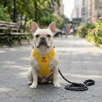 Front view of a cream French Bulldog sitting outdoors wearing a yellow no-pull harness with reflective strips, with the matching leash beside him.