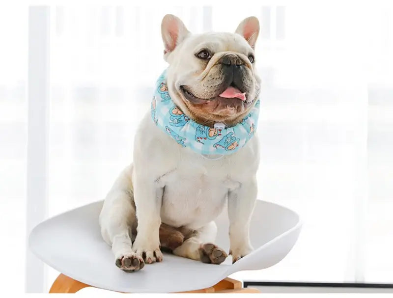 White French Bulldog sitting indoors wearing blue dinosaur cooling neck band, adjustable chill collar for summer overheat prevention | Frenchie Nest