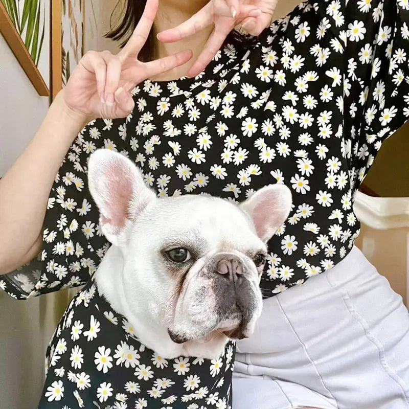 White French Bulldog wearing matching black daisy print shirt with its owner, cute matching pet and human outfits