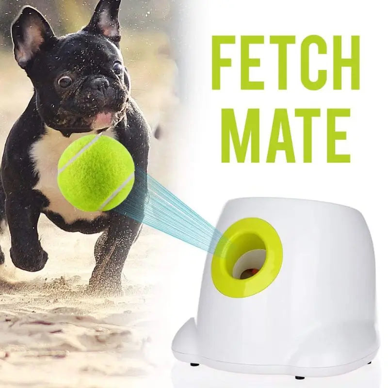 French bulldog playing fetch with automatic tennis ball launcher toy - interactive dog fetch machine for small dogs