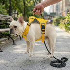 Cream French Bulldog being gently lifted using the top handle of a yellow no-pull harness, showing the reinforced handle design for control and safety.