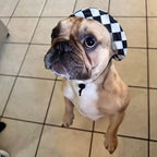 Adorable French Bulldog wearing black and white checkered pet hat, stylish sun protection accessory for small dogs