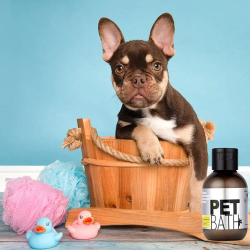 French Bulldog puppy ready for bath with Pet Bath dog shampoo, premium grooming shampoo for short coat Frenchie sensitive skin care
