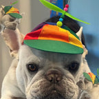 White French Bulldog wearing a rainbow propeller hat, cute dog costume for Frenchies
