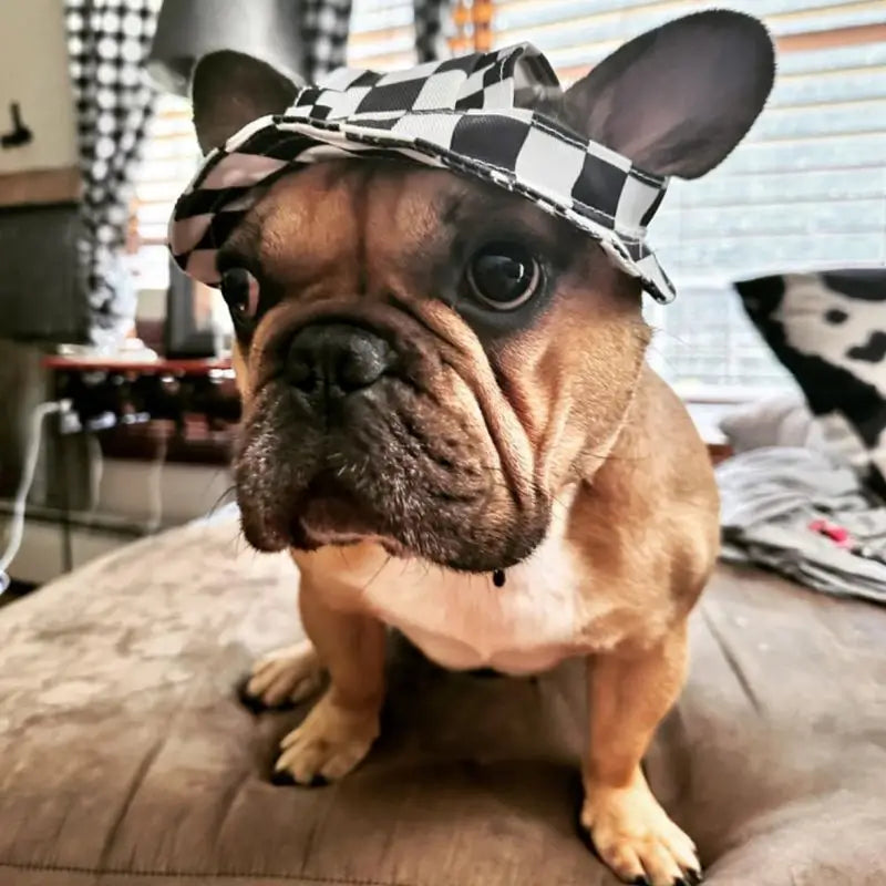 Cute French Bulldog wearing black and white checkered pet sun hat, stylish dog accessory for small breeds
