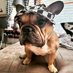 Cute French Bulldog wearing black and white checkered pet sun hat, stylish dog accessory for small breeds