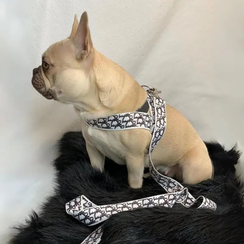 Cream French Bulldog wearing a stylish monogram-pattern harness and leash set, sitting on a black fur rug indoors.