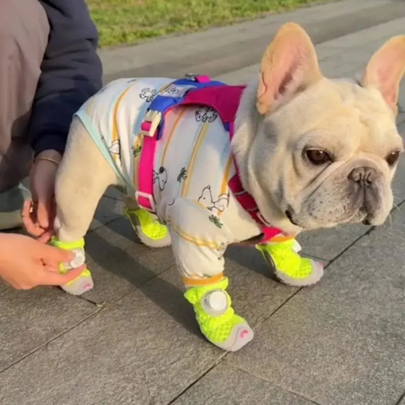 French Bulldog wearing neon green breathable mesh dog boots on a sidewalk, showing comfortable fit and secure closure.