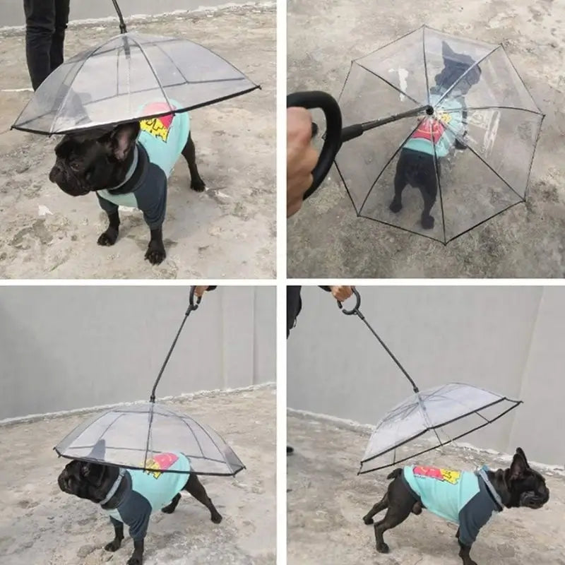 French Bulldog Wearing Clear Hands-Free Dog Umbrella Outdoor Rain Walk Scene Collage, Small Breed Puppy Rain Accessory Demo