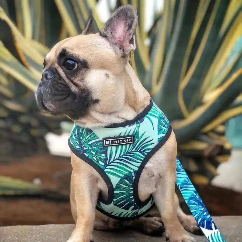 French Bulldog sitting outdoors wearing a tropical monstera leaf print dog harness, showing comfortable fit and stylish design.