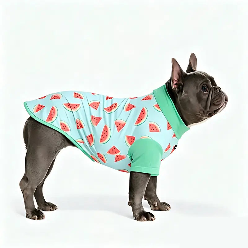 Blue watermelon print SPF30 sun protection shirt on gray French Bulldog standing side profile, breathable dog summer UV protection clothes for bully breeds