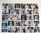 Grid layout full printed French Bulldog photo custom fridge magnet, personalized pet portrait square refrigerator magnet for Frenchie home keepsake decor