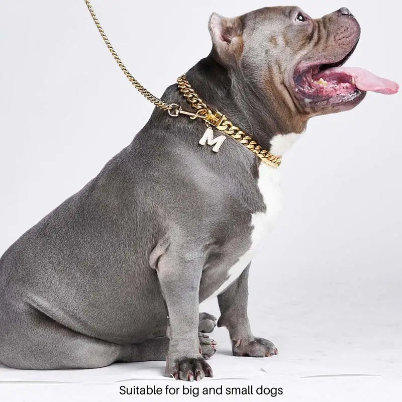 Gray American Bully dog wearing gold Cuban link chain collar with letter M charm, matching leash for large and small dogs

