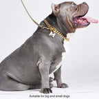 Gray American Bully dog wearing gold Cuban link chain collar with letter M charm, matching leash for large and small dogs
