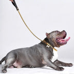 Gold Cuban link dog leash with leather handle on a blue American Bully dog