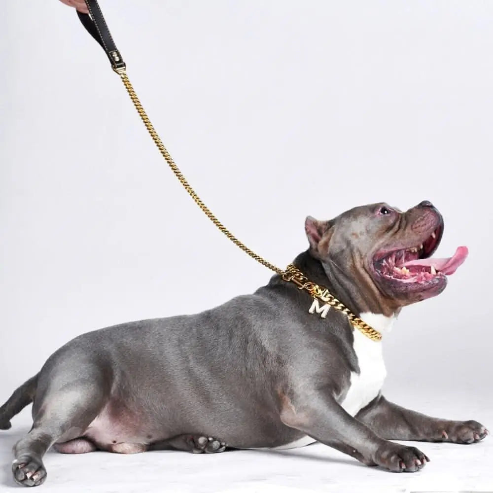 Gold Cuban link dog leash with leather handle on a blue American Bully dog