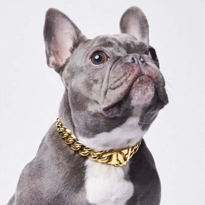 Gray French Bulldog wearing polished gold Cuban link chain collar, stylish luxury pet jewelry for small dogs

