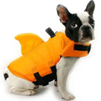 French bulldog puppy wearing orange shark design dog life jacket on plain white background