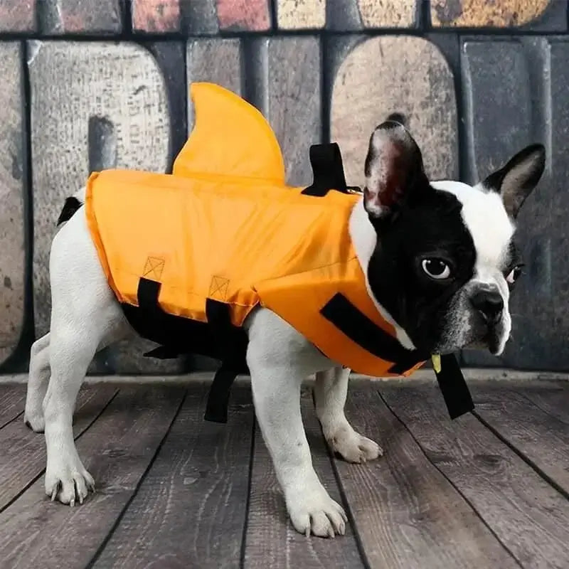 Black and white french bulldog wearing orange shark fin dog life jacket standing on wooden floor for swimming safety