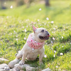 Pink flamingo printed dog cooling neck wrap on French Bulldog outdoor garden, reusable ice pack collar for summer walking heat protection | Frenchie Nest
