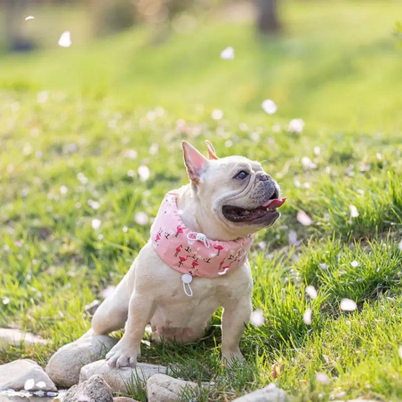 Pink flamingo printed dog cooling neck wrap on French Bulldog outdoor garden, reusable ice pack collar for summer walking heat protection | Frenchie Nest