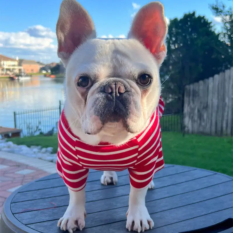 Close-up of a French Bulldog wearing a red and white striped dog shirt, showing the fit and design details.