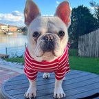 Close-up of a French Bulldog wearing a red and white striped dog shirt, showing the fit and design details.