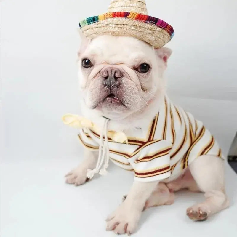 White French Bulldog wearing a mini straw sombrero hat, cute pet costume for Cinco de Mayo